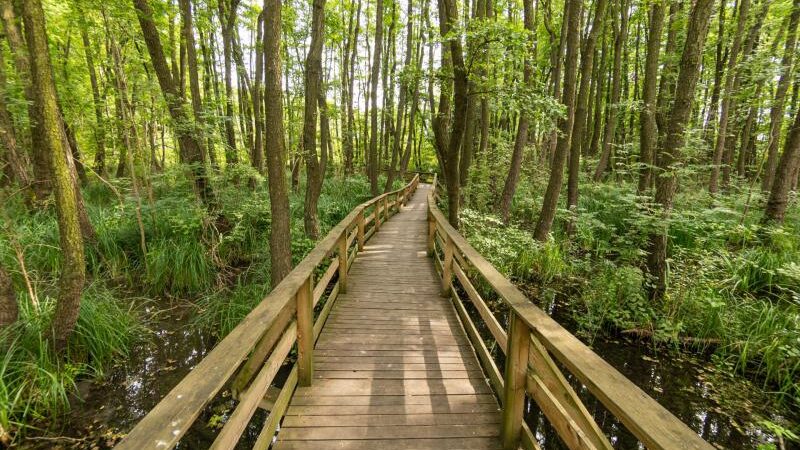 Fényes Tanösvény, Tata